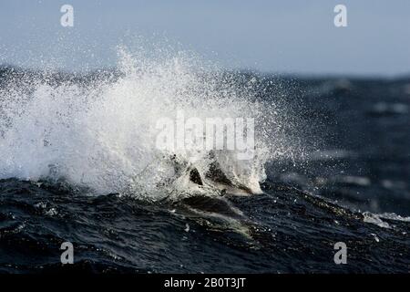 Sanduhr-Delphin, südlichweißer Delphin (Lagenorhynchus cruciger), Schwimmen an der Wasseroberfläche, Antarktis Stockfoto