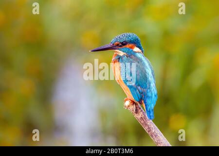 River Kingfisher (Alcedo atthis), männlich auf einem Zweig, Niederlande, Flevoland Stockfoto