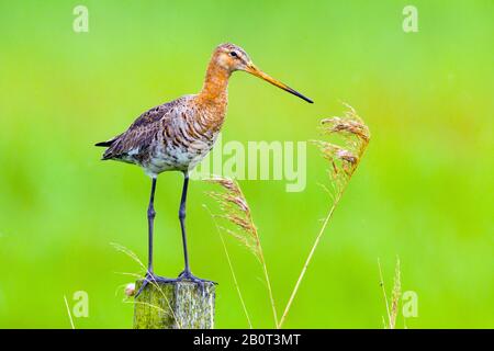 Black-tailed Godwit (Limosa limosa), steht auf einem Pfosten, Niederlande Stockfoto