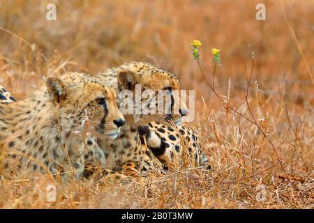 Gepard (Acinonyx jubatus), zwei Gepard, die wachsam in der Savanne, Südafrika, Zimanga Game Reserve liegen Stockfoto