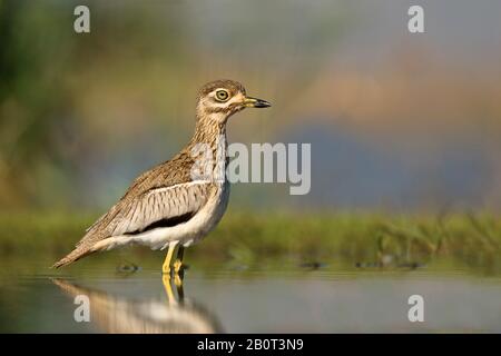 Wasserdikkop (Burhinus vermiculatus), in Wasser stehend, Südafrika, Kwa Zulu-Natal, Zimanga Game Reserve Stockfoto