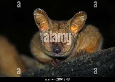 Greater Bush Baby, Greater Galago, Thick-tailed Busch-Baby (Otolemur crassicaudatus, Galago crassicaudatus), Porträt in der Dunkelheit, Vorderansicht, Südafrika, Kwa Zulu-Natal, Mkhuze Game Reserve Stockfoto