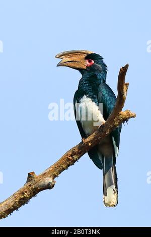 Trompeterhornbill (Ceratogymna bucinator), auf einem Baum sitzend, Südafrika, Kwa Zulu-Natal, iSimangaliso National Park Stockfoto