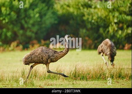 Emu (Dromaius novaehollandiae), zwei Emus auf einer Wiese, Australien, Wilsons Promontory National Park Stockfoto