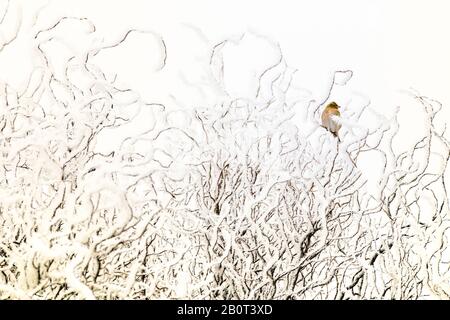 Chaffinch (Fringilla Coelebs), liegt an einem schneebedeckten Strauch, Niederlande, Südholland Stockfoto