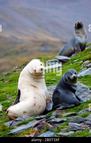 Antarktische Felldichtung (Arctocephalus gazella), EIN blondes antarktisches Fellsiegel zwischen normalen, Suedgeorgien Stockfoto