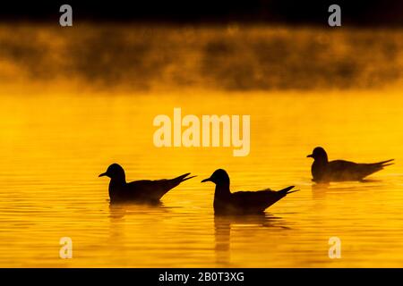 Schwarzköpfige Möwe (Larus ridibundus, Chroicocephalus ridibundus), drei Schwarzköpfige Möwenschwimmen bei Sonnenaufgang, Niederlande, Südholland, Rijnsburg Stockfoto