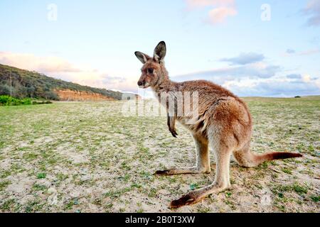 Ostgraues Känguru, ostgraues Känguru, Großartiges graues Känguru, Försterkänguru (Macropus giganteus), steht aufrecht, Australien, New South Wales, Kieselstrand Stockfoto