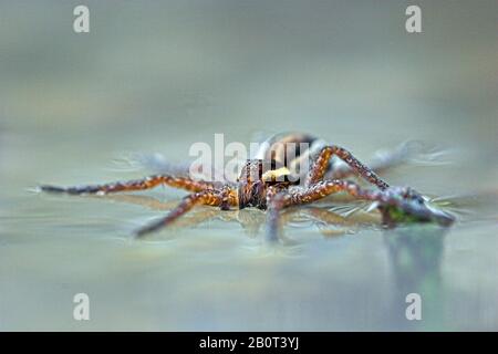 Fimbrische Fischspinne (Dolomedes fimbriatus), auf Wasseroberfläche, Polen Stockfoto