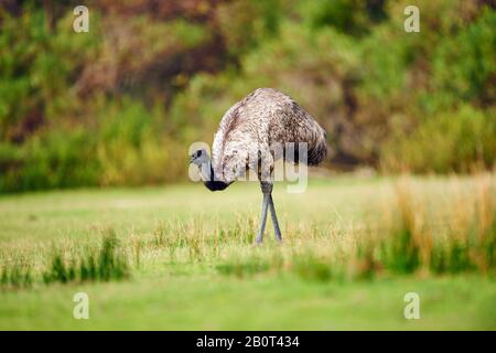 Emu (Dromaius novaehollandiae), On the Feed, Australien, Wilsons Promontory National Park Stockfoto