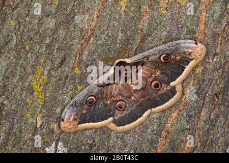 Großer Kaiser Moth, Riesenpfauenmoth, Großer Pfauenmoth, Riesenimperor Moth, Wiener Kaiser (Saturnia pyri), männlich, Deutschland Stockfoto