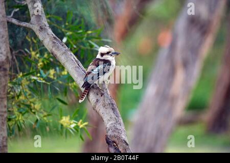 Lachende Kookaburra (Dacelo novaeguineae), auf einer Filiale in Australien, Wilsons Promontory National Park Stockfoto