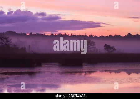 Kalmthoutse Heide am frühen Morgen, Belgien Stockfoto