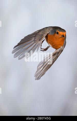 Europäischer Robin (Erithacus rubecula), fliegen, Vorderansicht, Deutschland Stockfoto