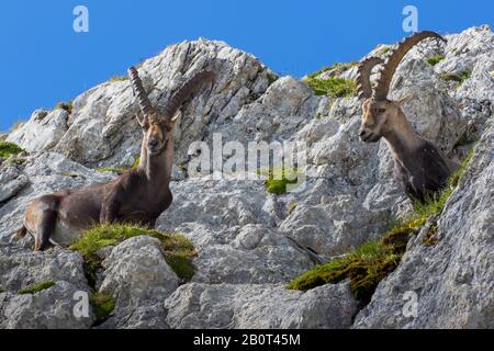 Alpine Ibex (Capra Ibex, Capra Ibex Ibex), zwei Alpine Ibexes, die einen Schrecken hinunterschauen, Schweiz, Alpstein, Saentis Stockfoto