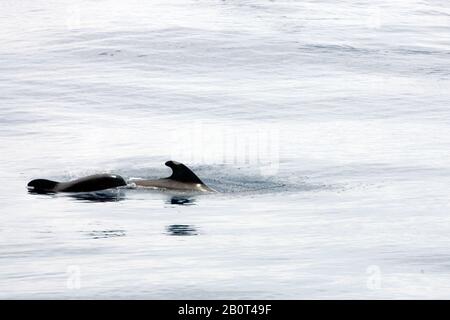 Kurzfingerwal, Kopfwal, Kurzflossen-Pilotwal, Pazifischer Pilotwal, Schwarzfisch (Globicephala macrorhynchus, Globicephala seiboldii), zwei Kurzfinnen-Pilotwale schwimmen an Wasseroberfläche, Ascension Stockfoto