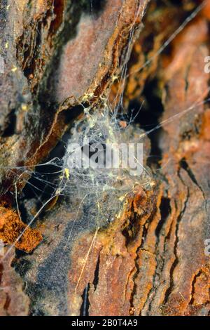 Schlangenbackspinne (Segestria senoculata), tunnelförmiges Netz Stockfoto