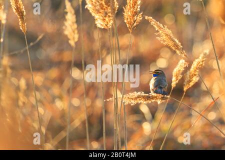 Schöner Vogel singt bei Sonnenaufgang sitzend auf einem Schilf Stockfoto