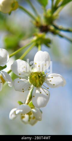 Blühende Kirsche weiße Blumen, sonniger Tag, blauer Himmel, vertikales Foto Stockfoto