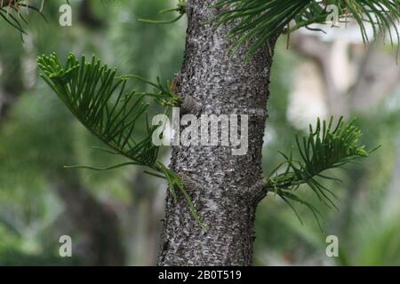 Nahaufnahme eines Kiefernstamms mit Kiefernnadeln, weicher Hintergrund Stockfoto