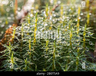 Nahaufnahme von Haarmütze Moos mit Wassertropfen Stockfoto