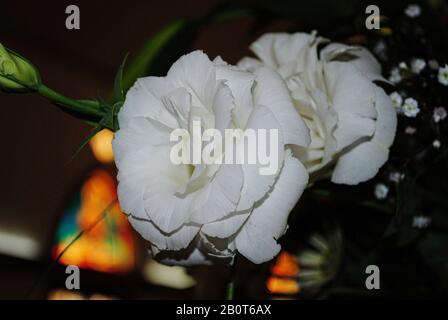 Nahaufnahme weißer Rosen, dunkler Hintergrund Stockfoto