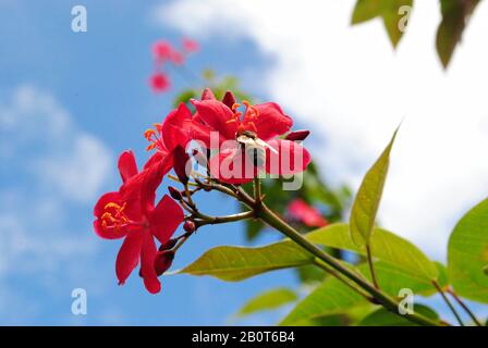 Eine Hummelbiene saugt Nektar aus roten peregrina-blumen Stockfoto