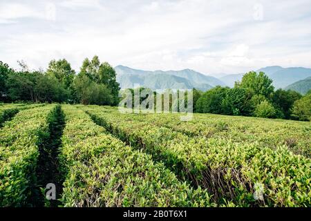 , Grüner Tee mit Blick auf die Berge. Schöne Zeilen von grünem Tee. Stockfoto