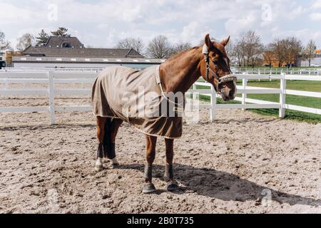 Ein schönes Pferd Wege auf dem Gebiet der stabilen. Stockfoto