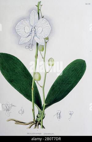 Phalaenopsis amabilis, im Allgemeinen bekannt als die Mond-Orchidee oder Motten-Orchidee aus dem 19. Jahrhundert Manuskript "Plantae Javanicae rariores, descriptae iconibusque illucatae, quas in insula Java, annis 1802-187" (Java-Pflanzen, Beschreibung der Pflanzen auf der Insel Java) von Horsfield, Thomas, 1773-1859 Veröffentlicht in lateinischer Sprache in London Stockfoto