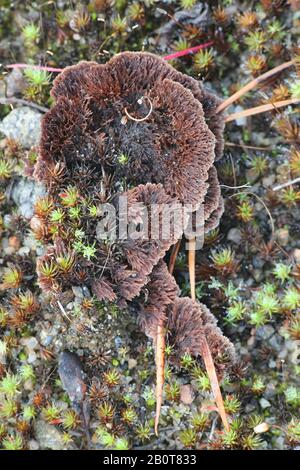 Thelephora terrestris, als Earthfan Pilz bekannt, Pilze aus Finnland Stockfoto