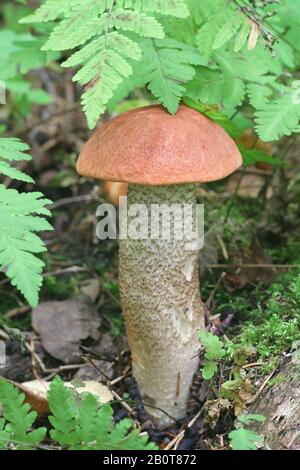 Leccinum quercinum (Leccinum aurantiacum var. quercinum), bekannt als Roteichenbolete oder rotkappter Schaberschalk, Wildpilz aus Finnland Stockfoto