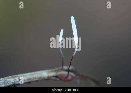 Typhula erythropus, wie redleg club Pilz bekannt, Pilze aus Finnland Stockfoto