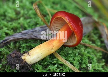 Hygrocybe punicea, wie Crimson waxcap oder Scharlach Wachs Kappe bekannt, wilde essbare Pilze aus Finnland Stockfoto