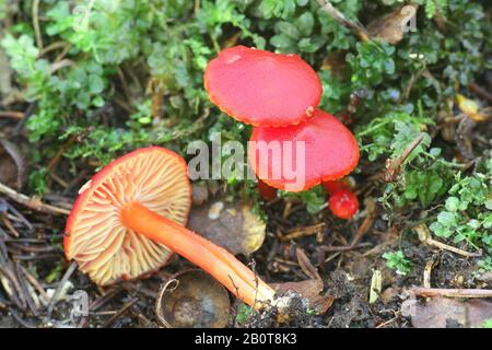 Hygrocybe punicea, wie Crimson waxcap oder Scharlach wächserne Gap bekannt, Pilze aus Finnland Stockfoto