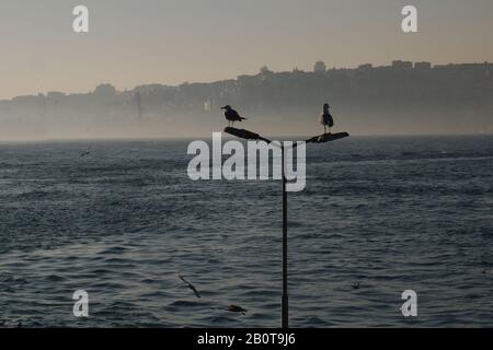 Ein Misty Istanbul View. Möwen, das Marmarameer und die europäische Seite von Istanbul Stockfoto