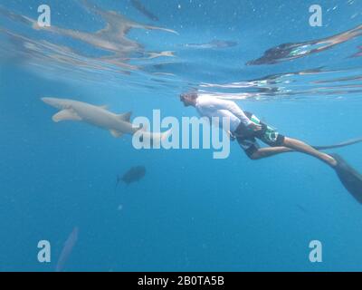 Freitaucher und Krankenschwester Shurk, Ginglymostoma zirratum, schwänzen unter Wasser im blauen Ozean. Stockfoto