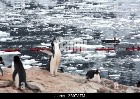 Adelie Penguins, die auf der Peterman Island in der Nähe des Lemaire-Kanals, Graham Land, Antarktis, mit Touristen von einem Kreuzfahrtschiff auf dem Meer Kajakfahren Stockfoto