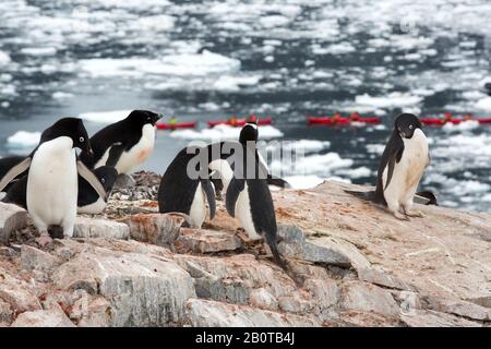 Adelie Penguins, die auf der Peterman Island in der Nähe des Lemaire-Kanals, Graham Land, Antarktis, mit Touristen von einem Kreuzfahrtschiff auf dem Meer Kajakfahren Stockfoto
