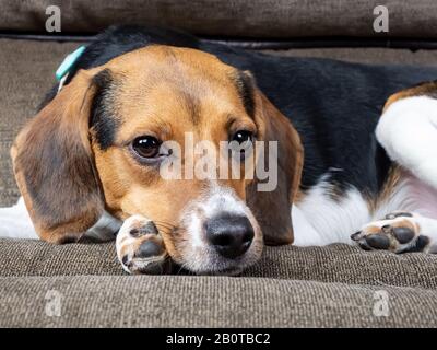 Pürebrter Welpen Hund, der auf einem braunen Sofa liegt, das in die Ferne blickt. Stockfoto