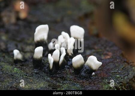 Xylaria hypoxylon, wie den Leuchter Pilz bekannt, die candlesnuff Pilz, carbon Geweihe und des Stag horn Pilz Stockfoto