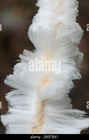 Haar Eis, auch als Eis Wolle oder Frost Bart bekannt, die durch die Atmung des Pilzes Exidiopsis Effusa. Stockfoto