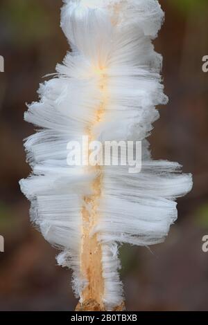 Haar Eis, auch als Eis Wolle oder Frost Bart bekannt, die durch die Atmung des Pilzes capillatory Exidiopsis Effusa. Stockfoto