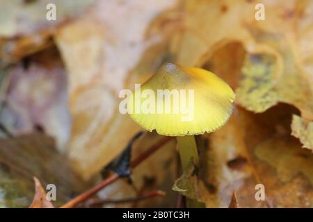 Hygrocybe conica, im Allgemeinen als Hexenkut, konische Wachskappe oder konische Schlankkappe bekannt, Stockfoto