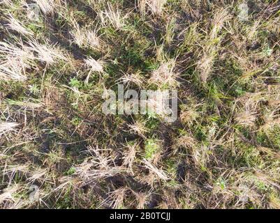 Vertikale Ansicht (oben unten) der Felder für Reis-Reisfelder Stockfoto