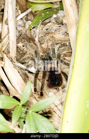 tarântula, Arachnida, Aranae, Spider, Boa Nova, Bahia, Brasilien Stockfoto