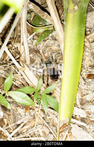 tarântula, Arachnida, Aranae, Spider, Boa Nova, Bahia, Brasilien Stockfoto