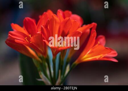 Orangefarbene Blumen einer blühenden Blumenclivia miniata closeup Stockfoto