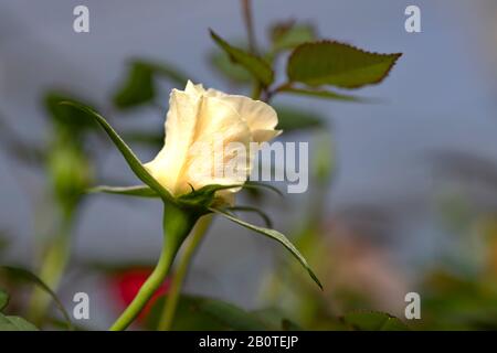 Nahaufnahme einer Blumenknospe einer zarten beigen Rose Stockfoto