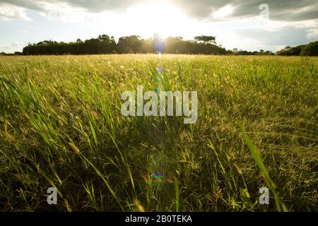 Campo com Capim-mimoso (Axonopus purpusii), Poaceae, OLAR Light, Landscape, Corumbá, Mato Grosso do Sul, Brasilien Stockfoto